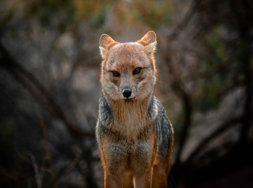 zorro mirando zapato