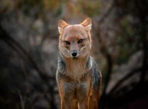 zorro mirando zapato